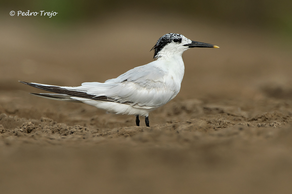 Charran patinegro (Sterna sandvicensis)